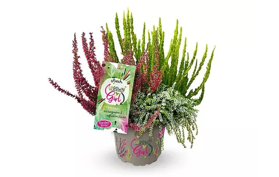 Calluna vulgaris Gardengirls® Up Down Girls® Fresh