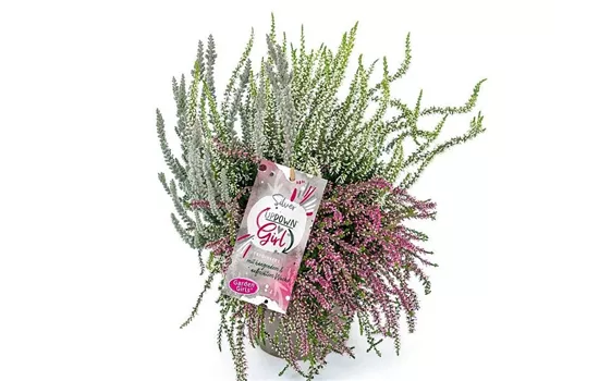 Calluna vulgaris Gardengirls® Up Down Girls® Silver