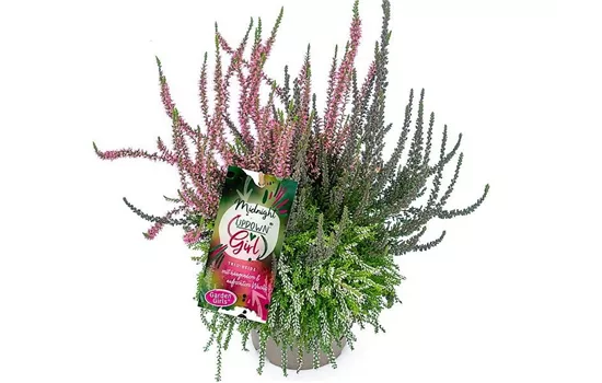 Calluna vulgaris Gardengirls® Up Down Girls® Midnight