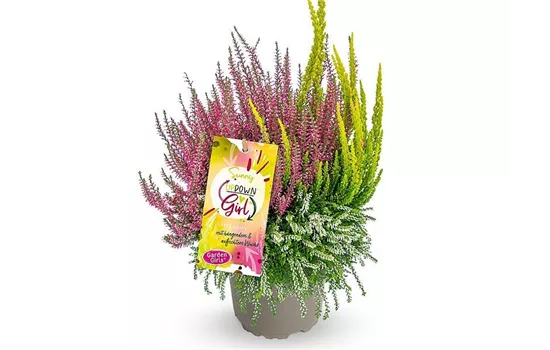 Calluna vulgaris Gardengirls® Up Down Girls® Sunny