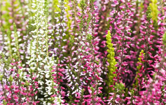 Calluna vulgaris Gardengirls® Smixies®