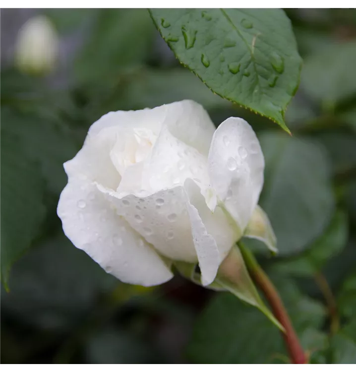 Edelrose 'Annapurna'®