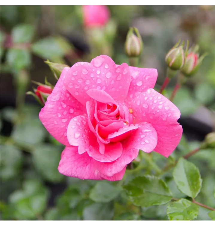 Rose 'Bienenweide® Rosa'