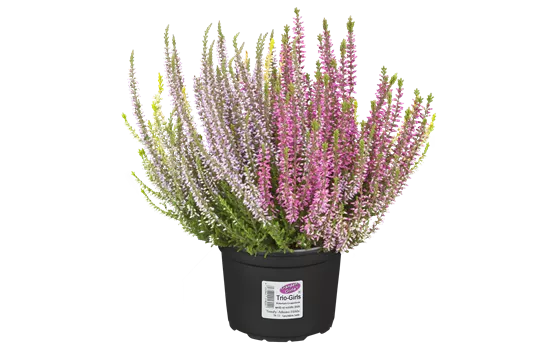 Calluna vulgaris Trio-Girls®