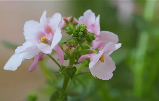 Elfensporn - Einpflanzen in ein Gefäß