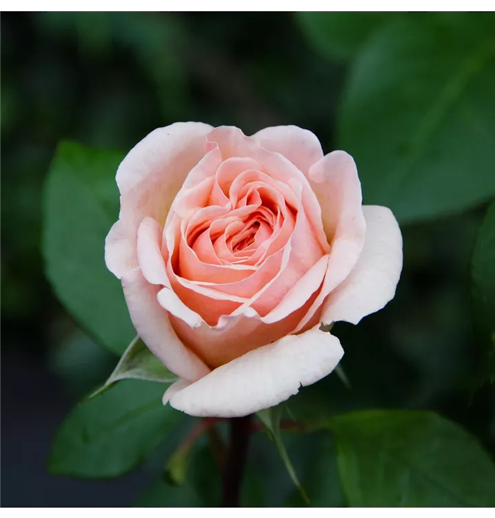 Edelrose 'Courage'®