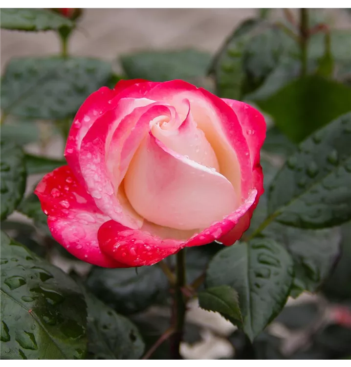 Edelrose 'Nostalgie'®