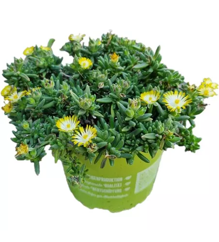 Delosperma cooperi ´Ice Cream Yellow´