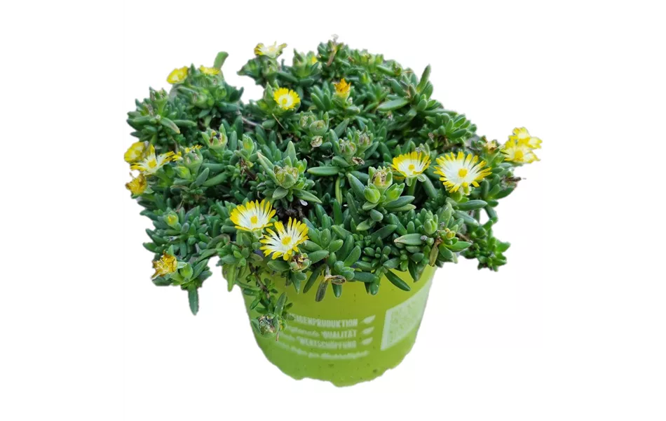 Delosperma cooperi ´Ice Cream Yellow´