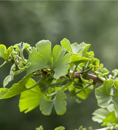 Ginkgo biloba 'Troll'