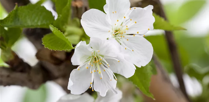 Prunus avium