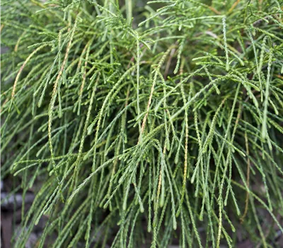 Thuja plicata 'Whipcord'