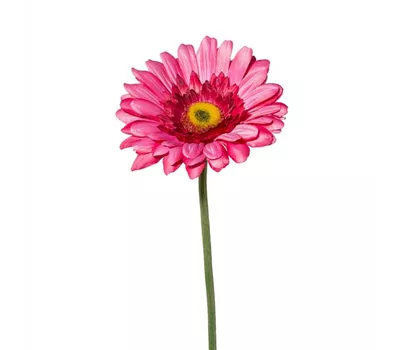 Gerbera 63cm Dunkelrosa