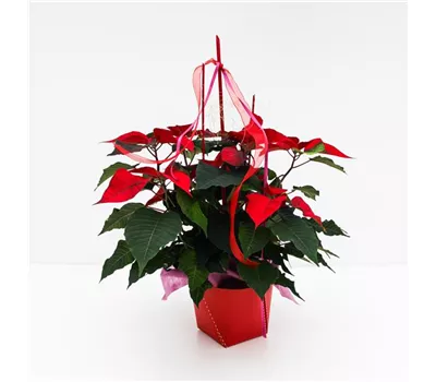 Weihnachtsstern rot dekoriert in Deco Wrap Twist I