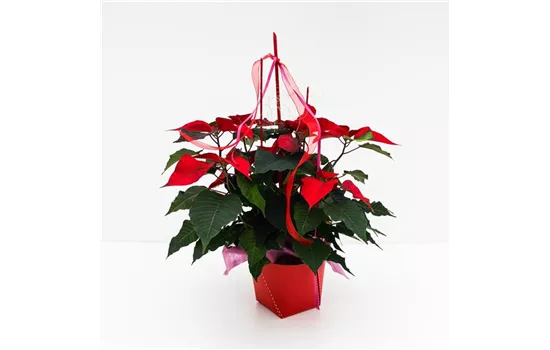 Weihnachtsstern rot dekoriert in Deco Wrap Twist I